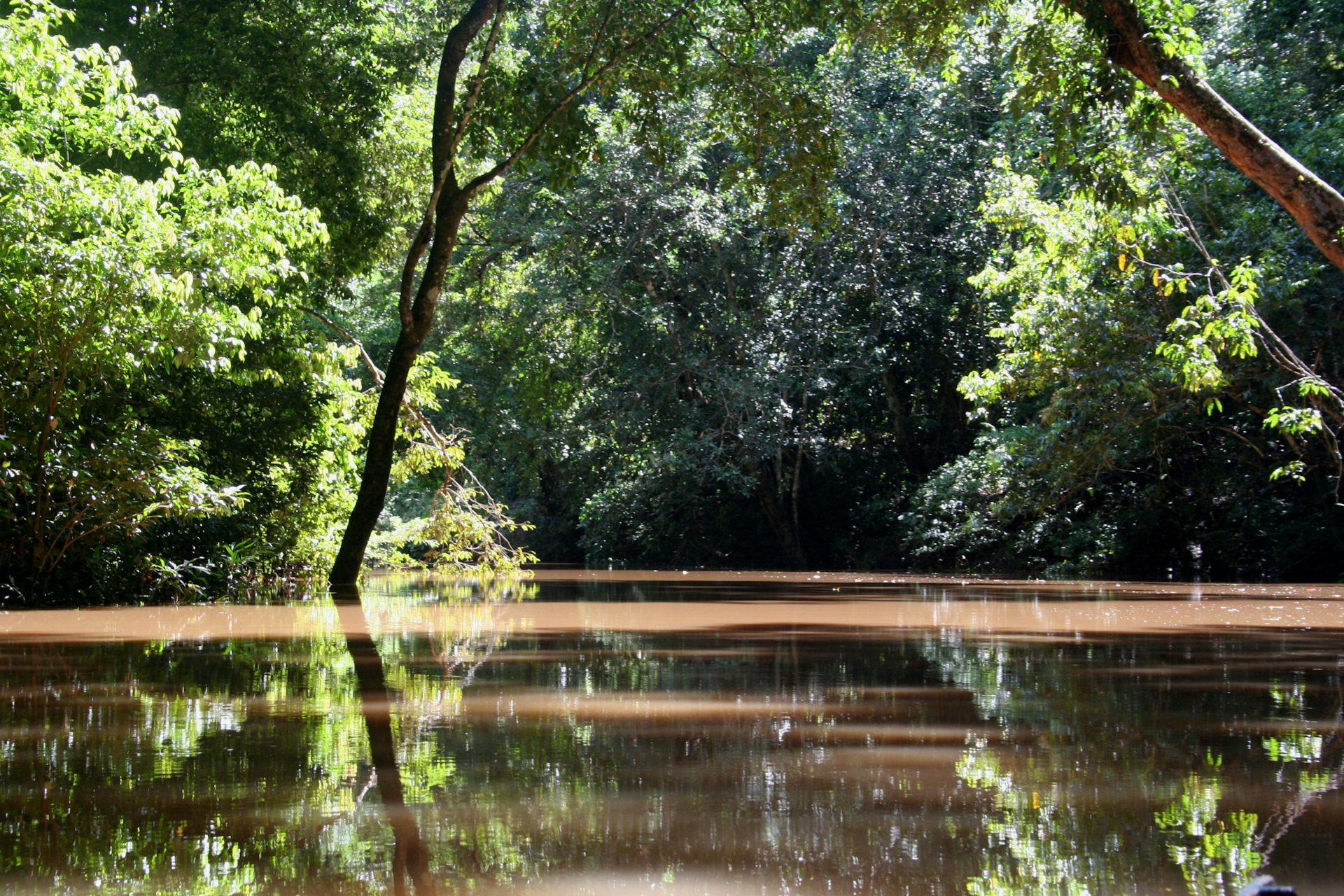 Vista de um rio em meio a uma floresta tropical