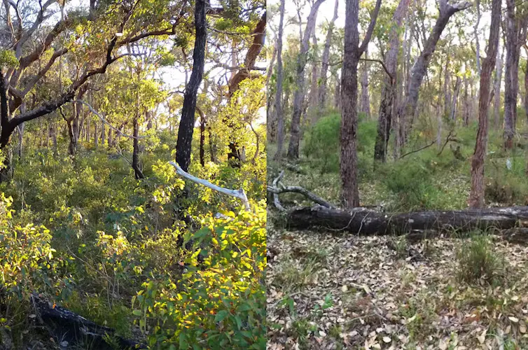 two photos of jarrah forest, one after a burn with shrubby regrowth and the other long unburned.