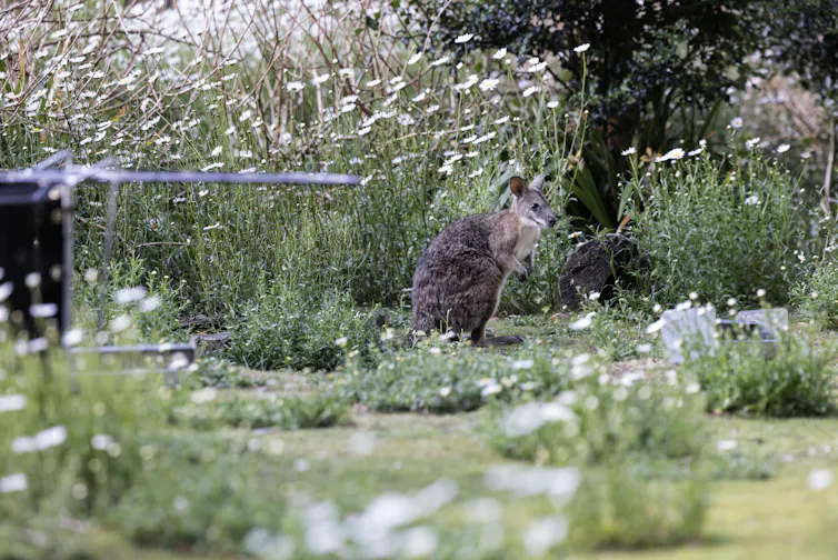 An endangered Parma wallaby grazes on a meadow