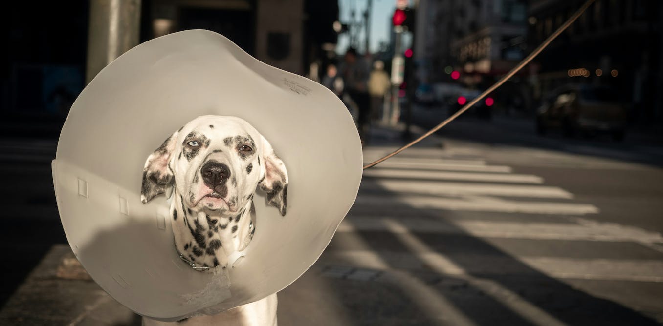 More than 250,000 Australians don’t have access to a vet – new research More than 250,000 Australians don’t have access to a vet – new research