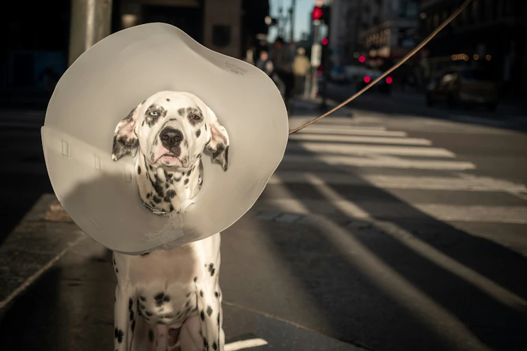 A white dog with black spots wearing a cone around its head.