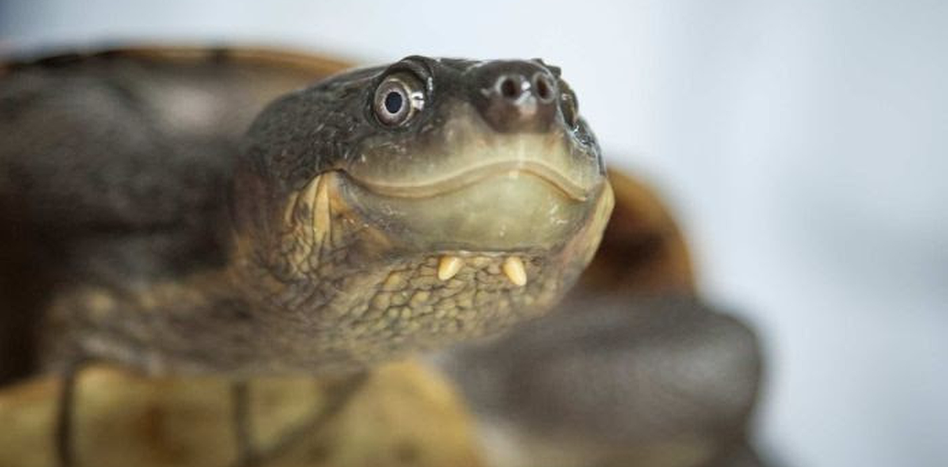 The tiny clue that reveals if an animal has been illegally smuggled The tiny clue that reveals if an animal has been illegally smuggled