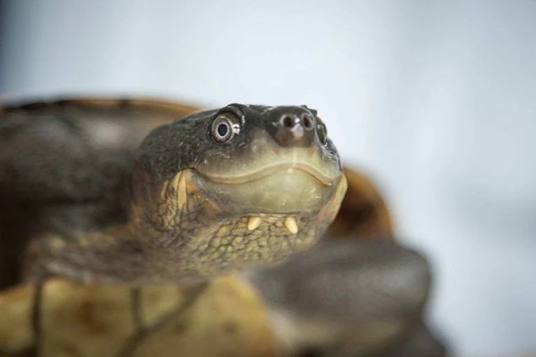 A close-up image of the face of a Bellinger river turtle