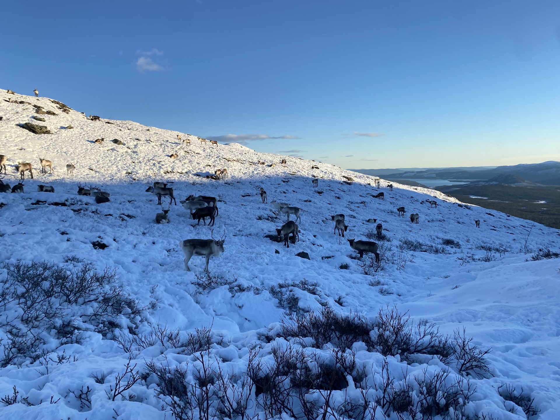 Reindeer grazing on a snow covered hill.