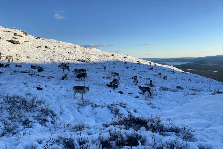 Reindeer grazing on a snow covered hill.