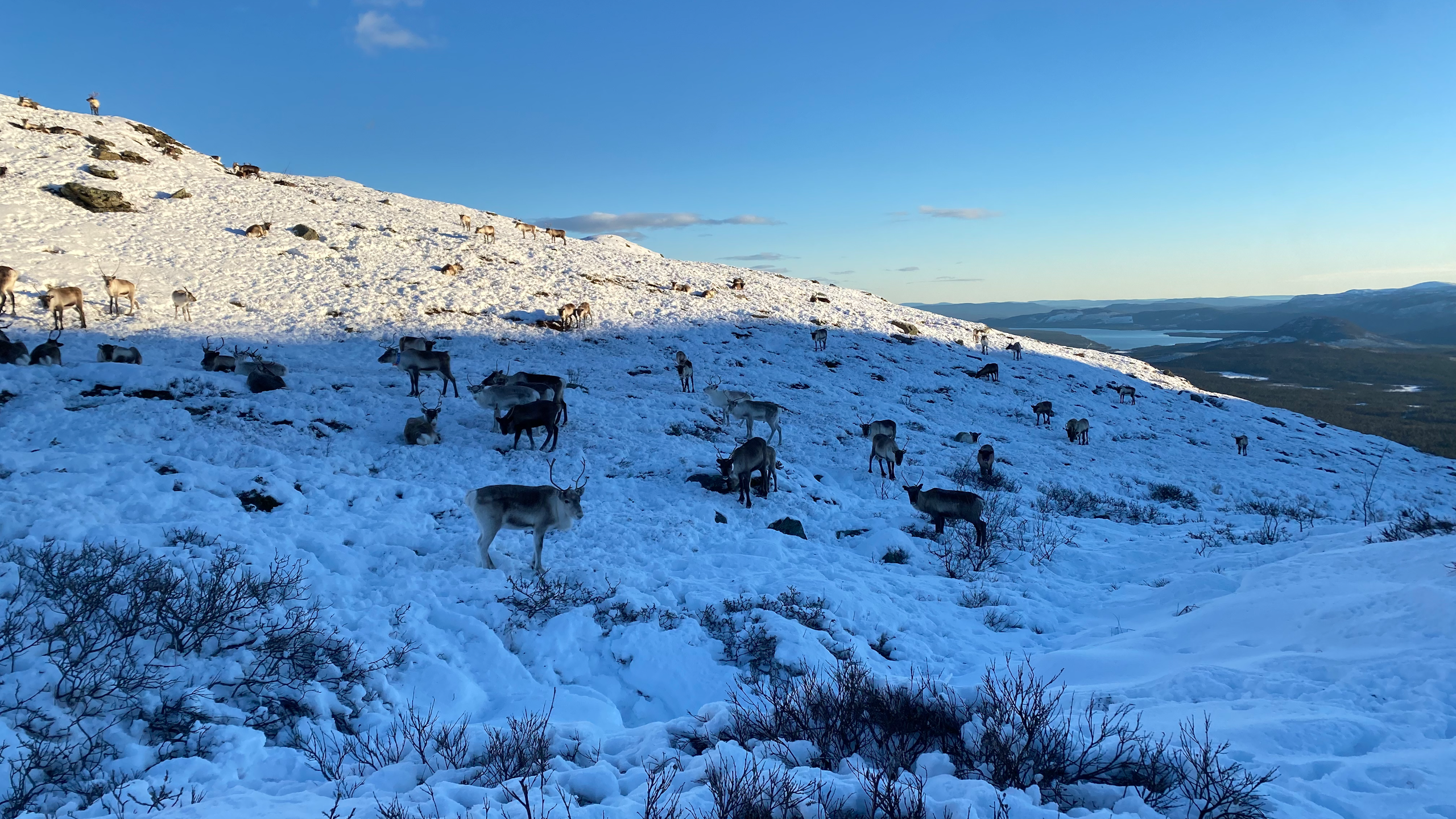 Reindeer grazing on a snow covered hill.