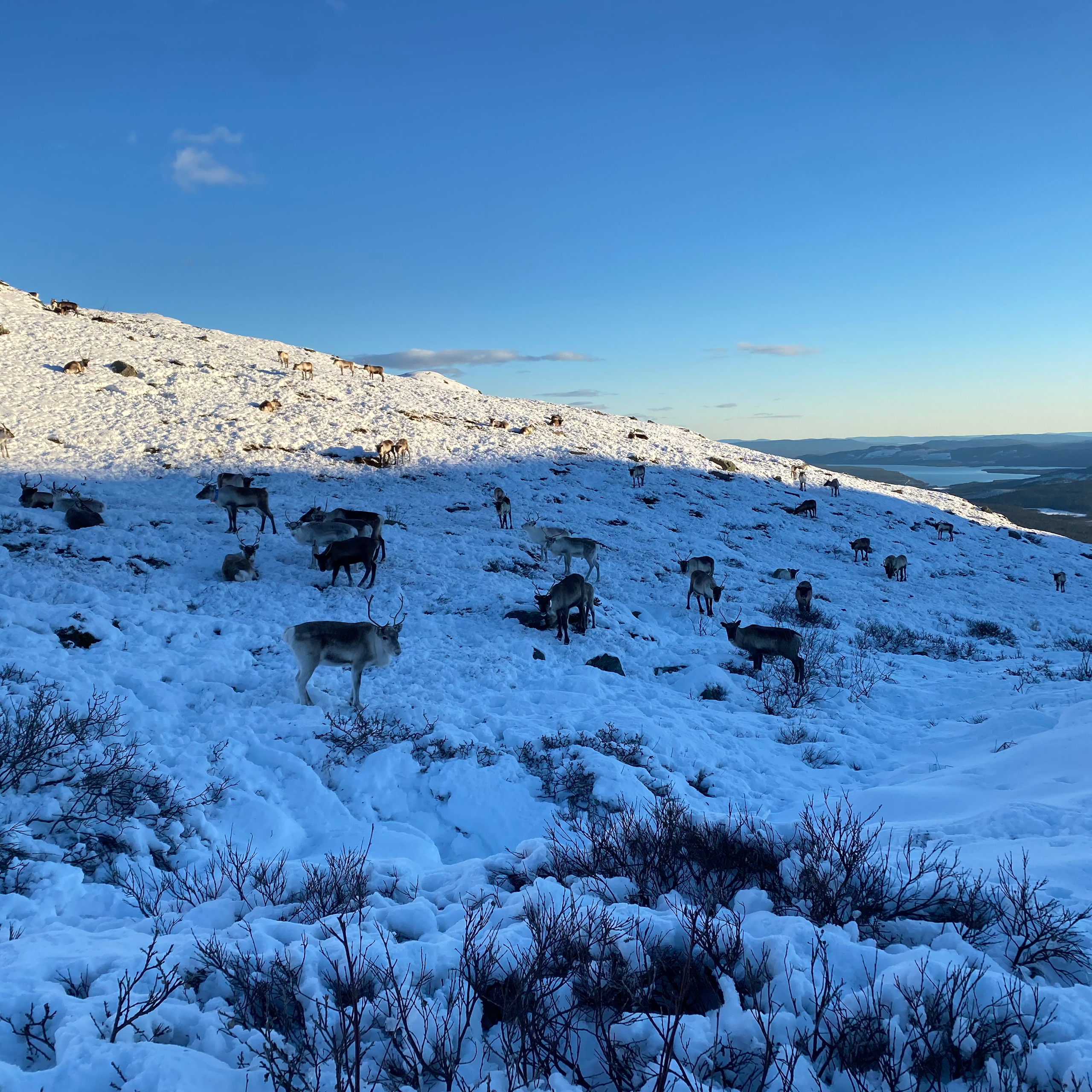 Reindeer grazing on a snow covered hill.