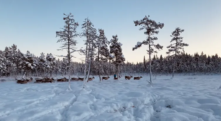 Reindeer on snowy ground.