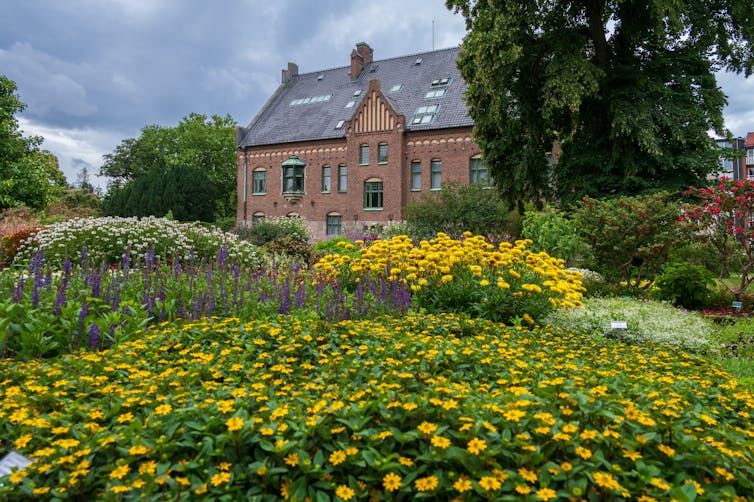 yellow flowers blooming, old building in background