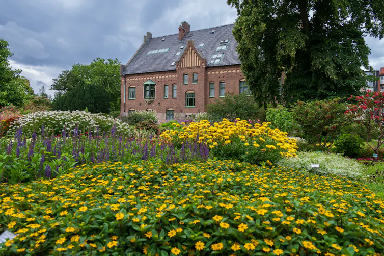 yellow flowers blooming, old building in background