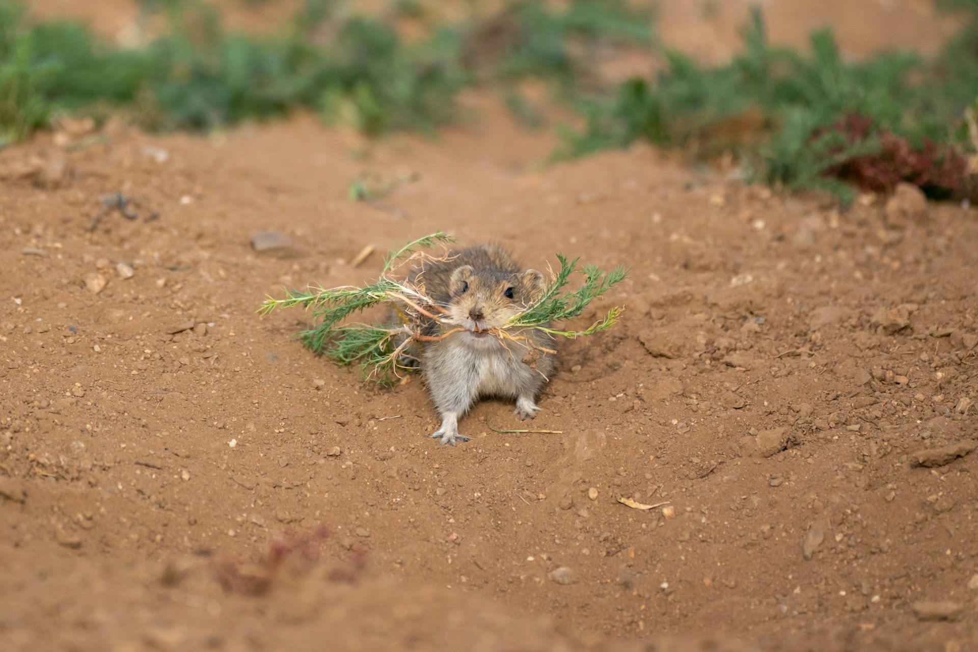 Portrait of a Brandt's vole carrying vegetation to its underground den.