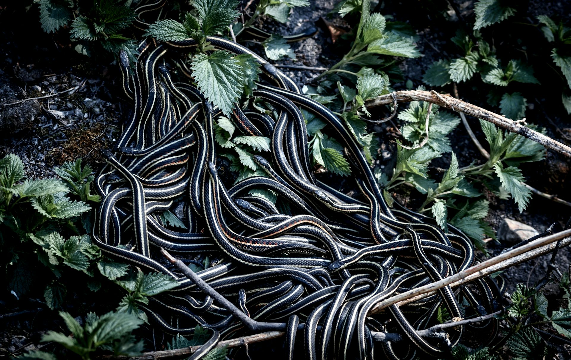 Dozens of snakes coiled together in undergrowth