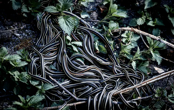 Dozens of snakes coiled together in undergrowth