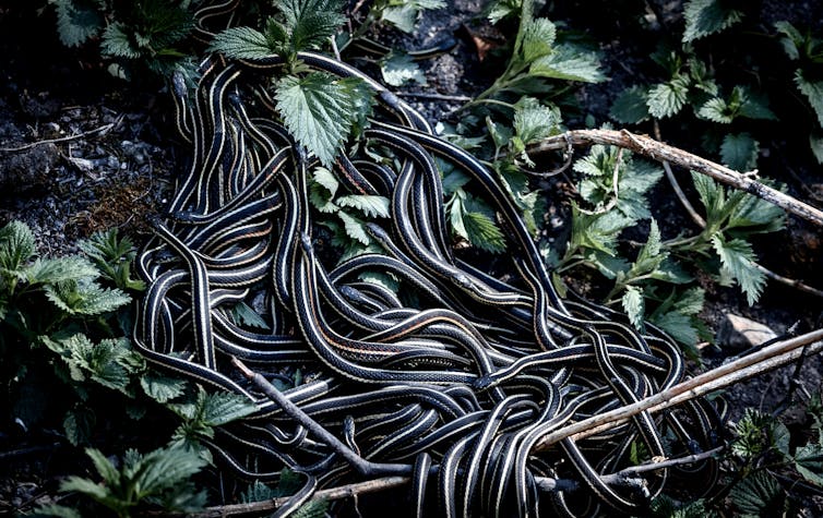 People aren’t the one animals that acquire to hunker down in combination at Christmas 3 Dozens of snakes coiled together in undergrowth