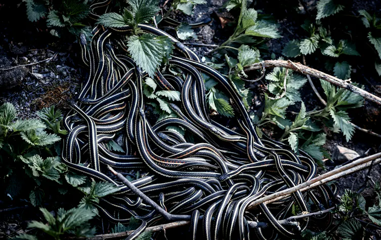 Dozens of snakes coiled together in undergrowth