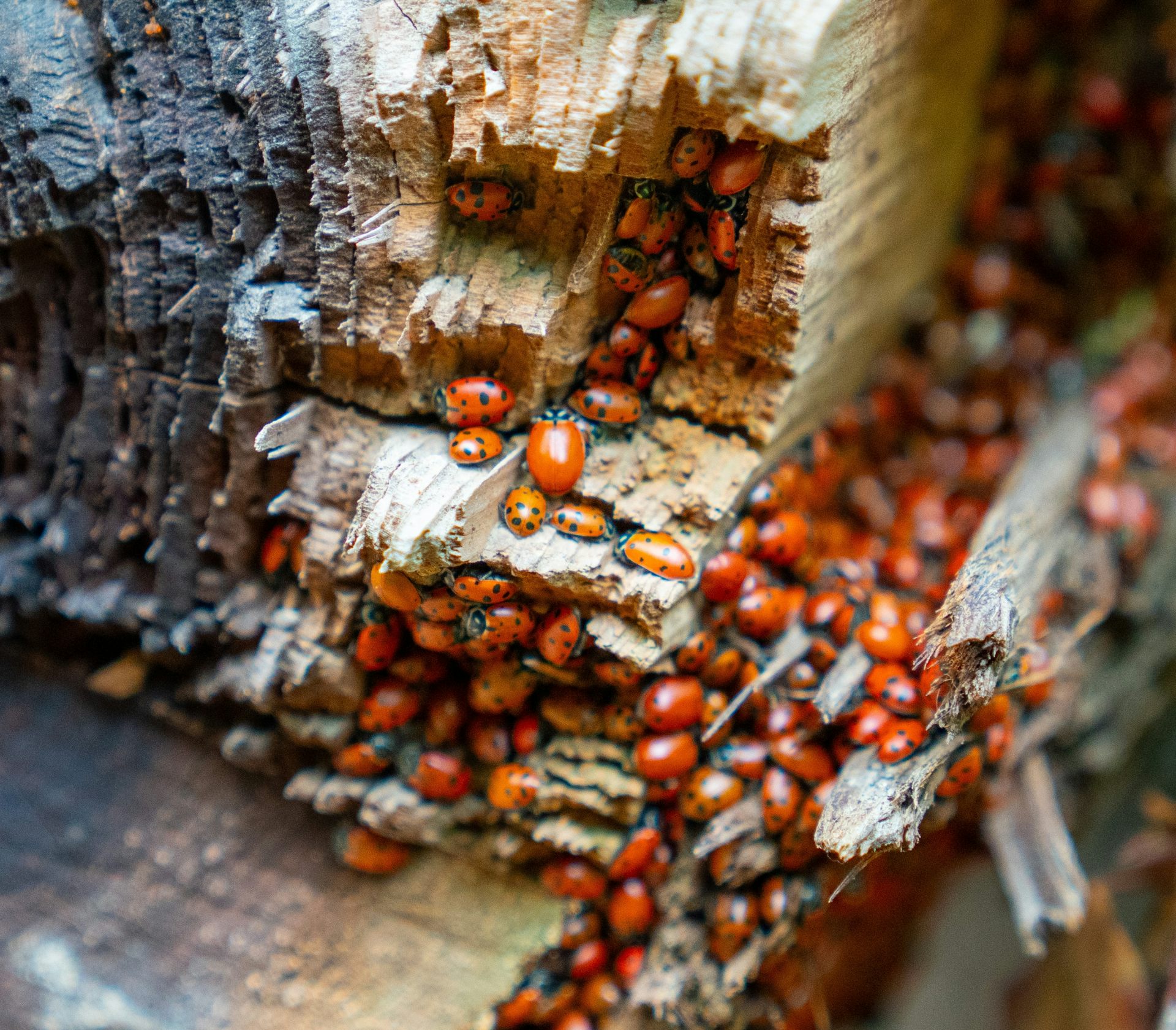 Large numbers of ladybirds resting on log.