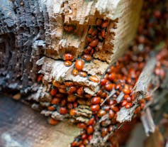 People aren’t the one animals that acquire to hunker down in combination at Christmas 2 Large numbers of ladybirds resting on log.