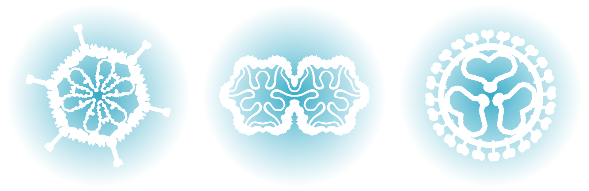 Three snowflake-like images of viruses