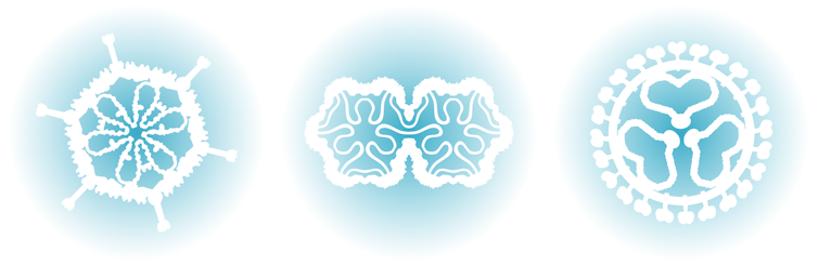 Three snowflake-like images of viruses