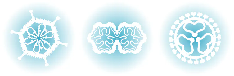 Three snowflake-like images of viruses