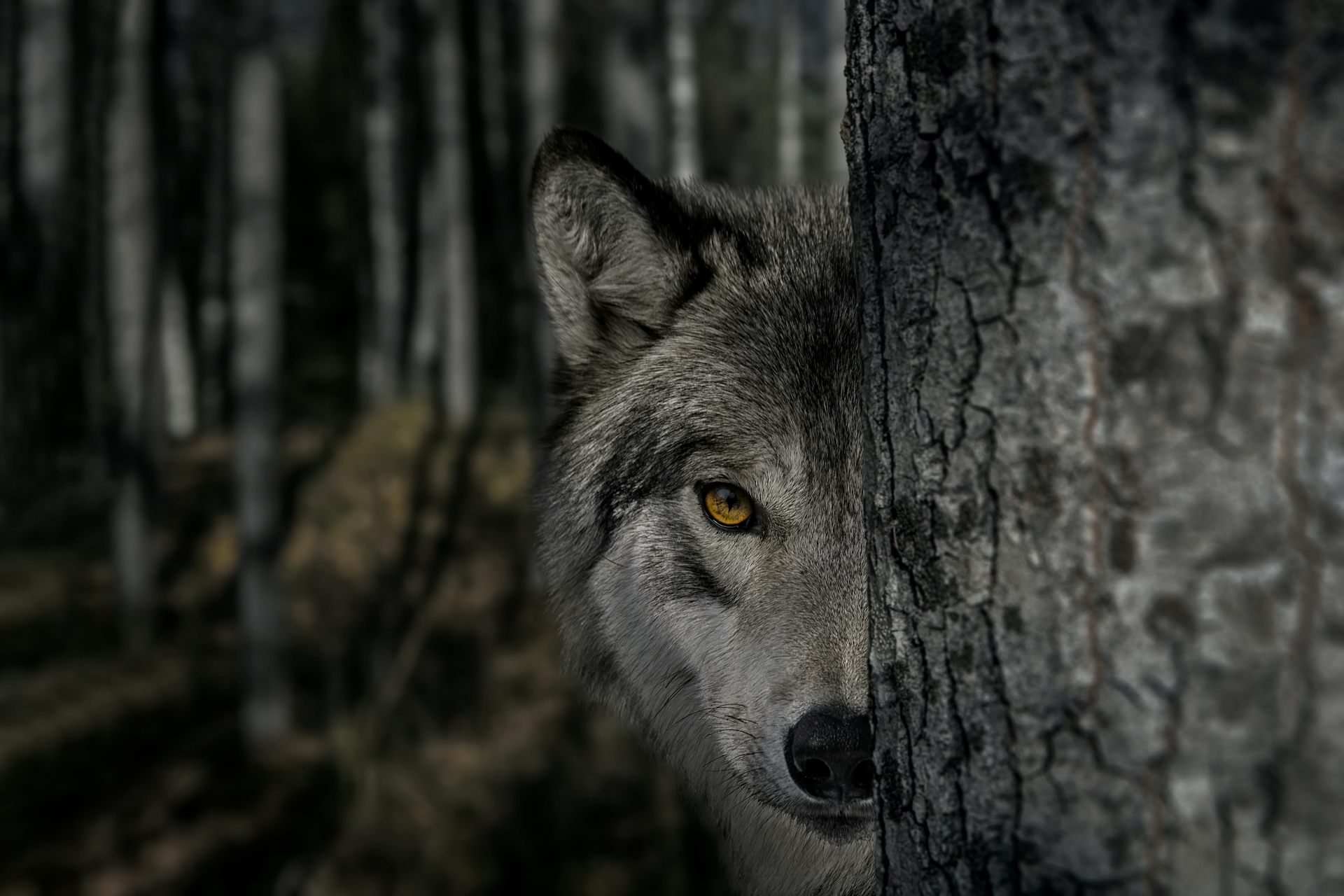 How Hollywood horror’s ‘killer wolf’ trope is sabotaging rewilding efforts