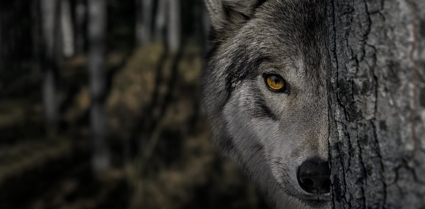 How Hollywood horror’s ‘killer wolf’ trope is sabotaging rewilding efforts How Hollywood horror’s ‘killer wolf’ trope is sabotaging rewilding efforts