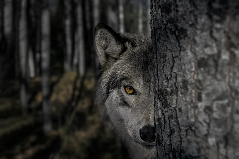 Scary wolf peers out from behind a tree