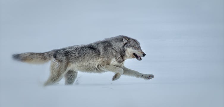 How Hollywood horror’s ‘killer wolf’ trope is sabotaging rewilding efforts 1 Wolf in Yellowstone runs through snow