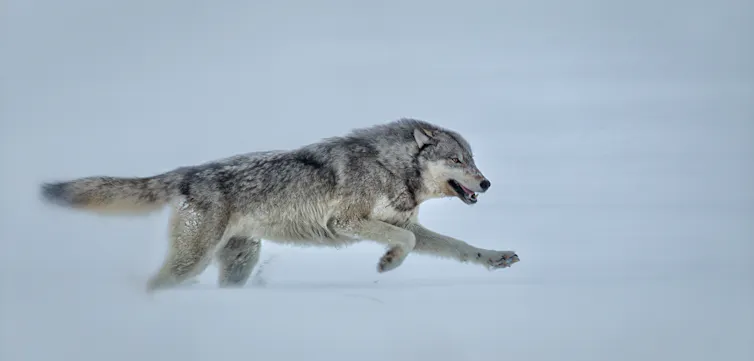 Wolf in Yellowstone runs through snow