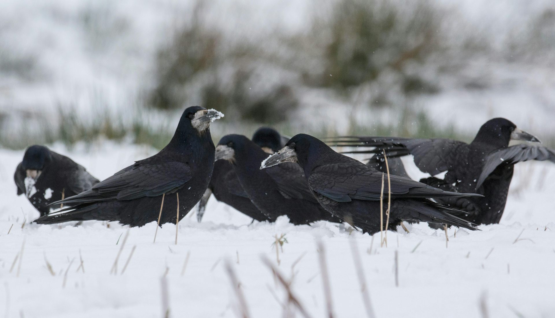 Humans aren’t the only animals that gather to hunker down together at Christmas