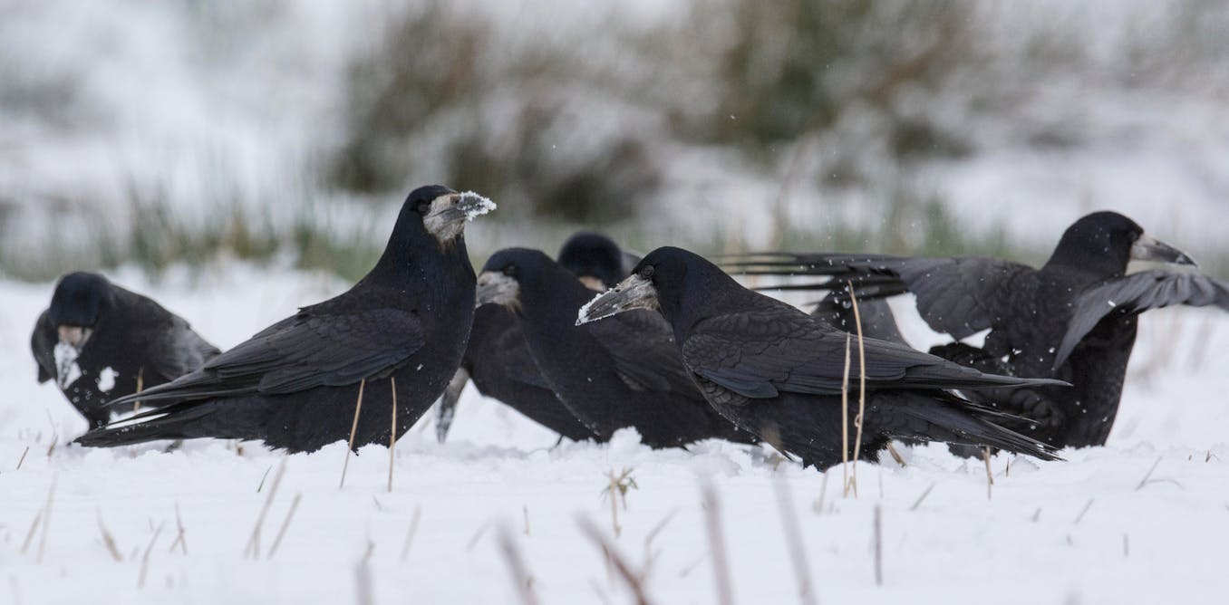 Humans aren’t the only animals that gather to hunker down together at Christmas Humans aren’t the only animals that gather to hunker down together at Christmas