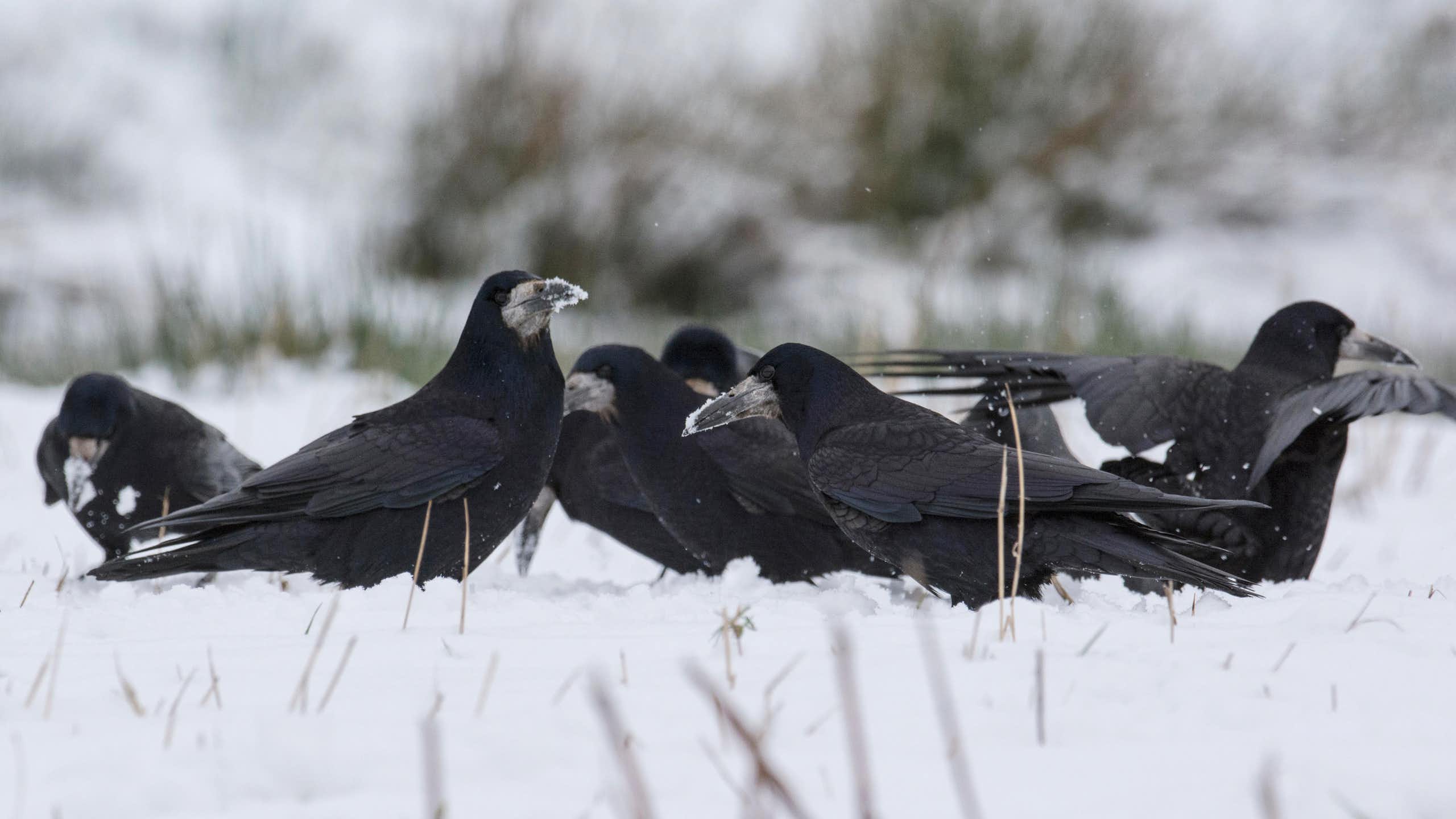 Group of rooks standing in snow.