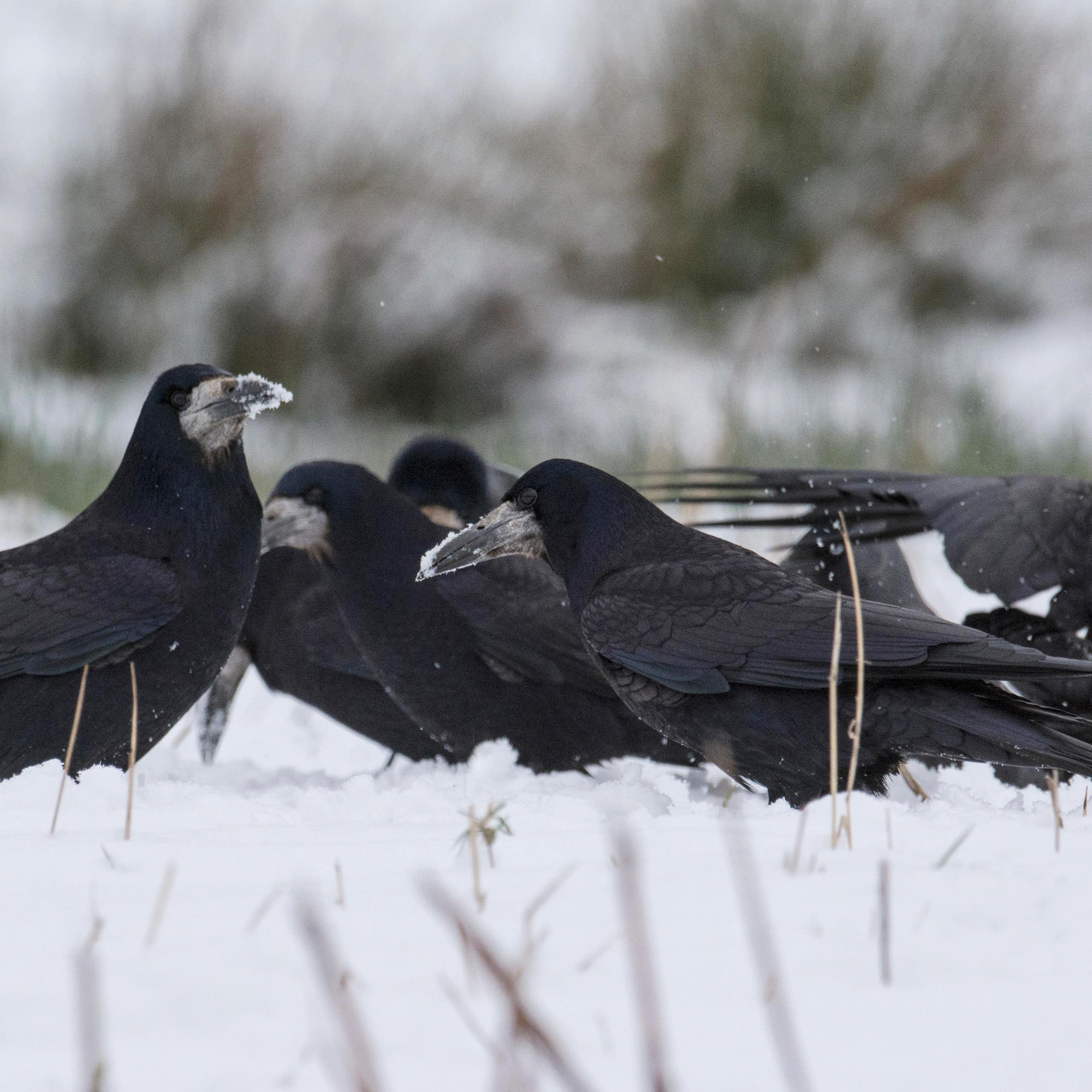 Group of rooks standing in snow.