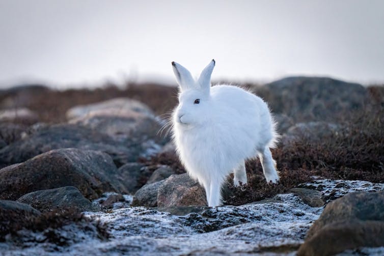 People aren’t the one animals that acquire to hunker down in combination at Christmas 1 Arctic hare bounding across tundra.