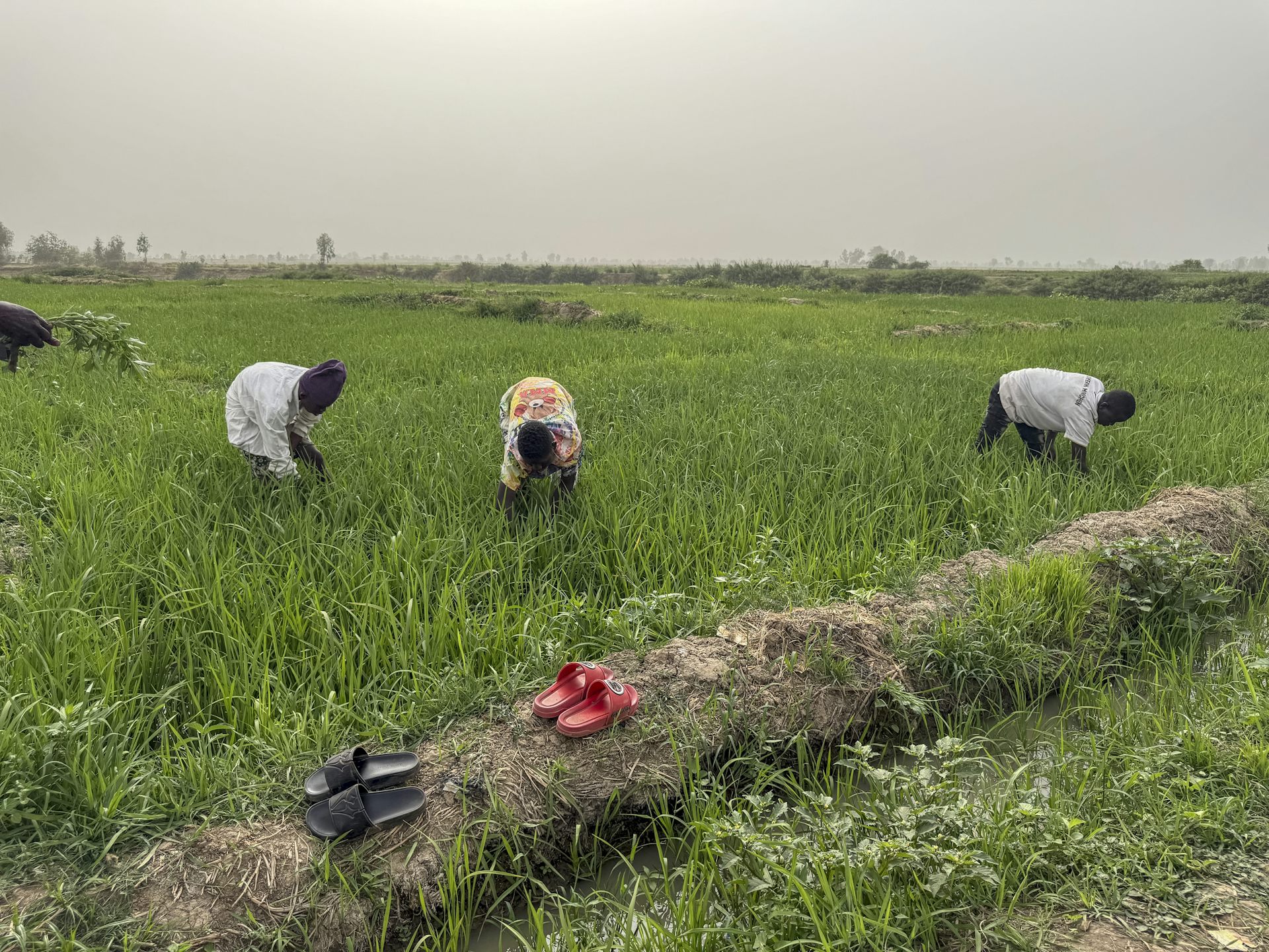 Sahel farmers do better when they combine innovations rather than using them one by one