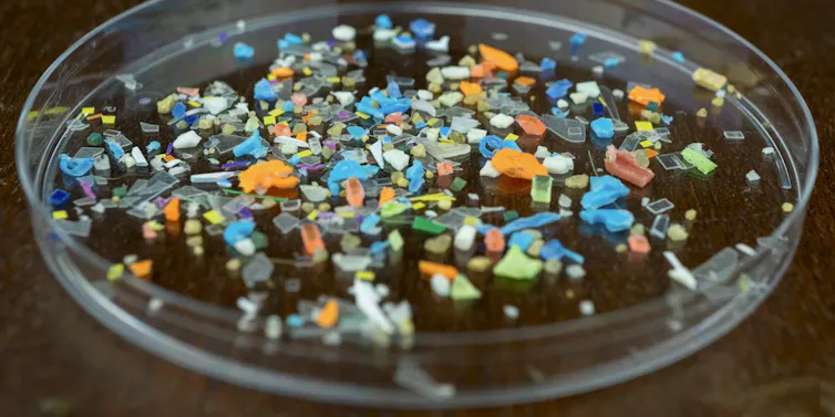 A petri dish full of tiny shards of colorful plastics