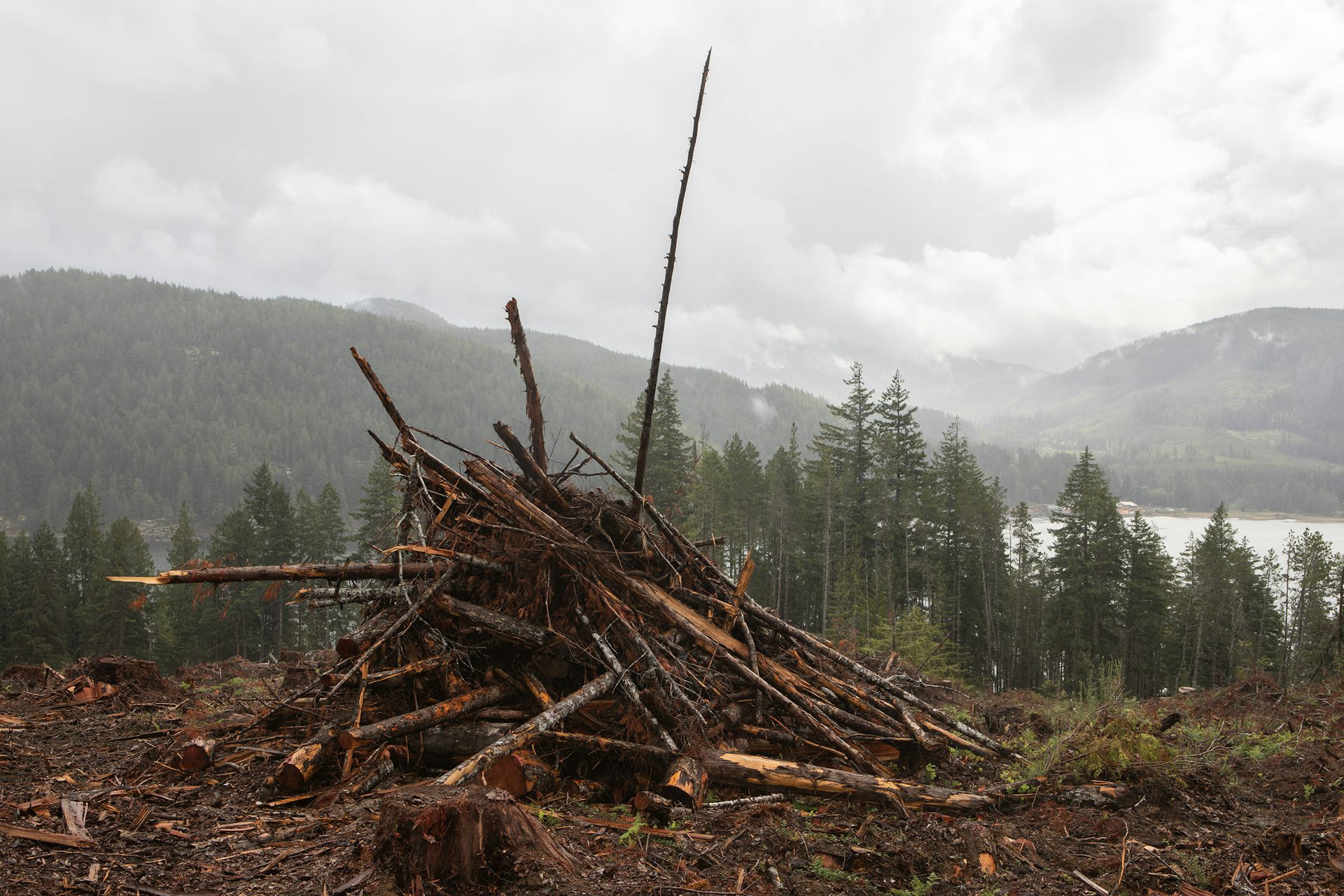 Biomass could play a key role in Canada’s transition to a carbon-neutral economy