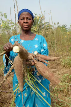 A woman standing in a field holding up cassava tubers