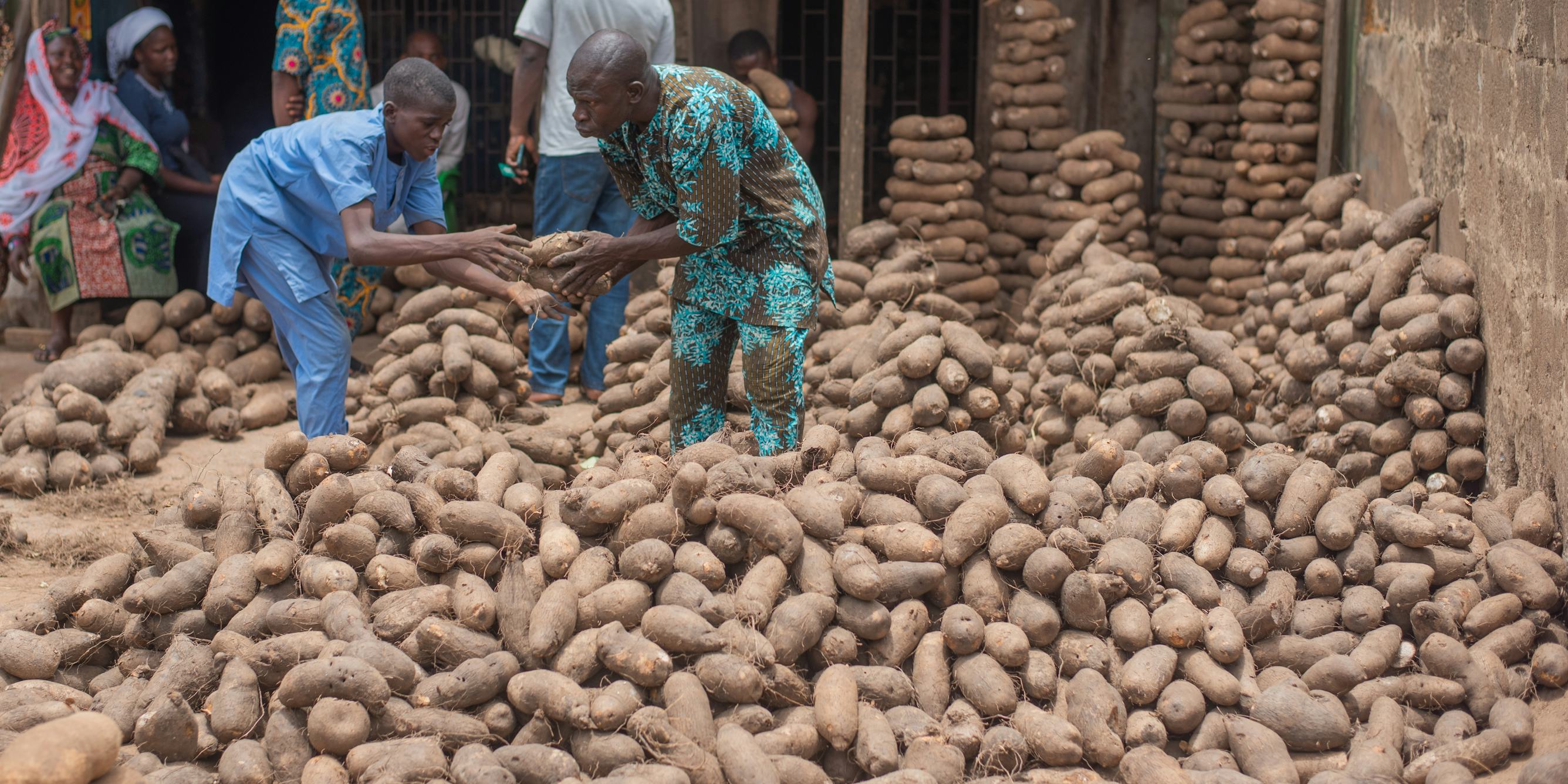 Nigerian Farmers Talk About How Climate Change Is Affecting Staple Food Crops – and What Can Help Nigerian Farmers Talk About How Climate Change Is Affecting Staple Food Crops – and What Can Help