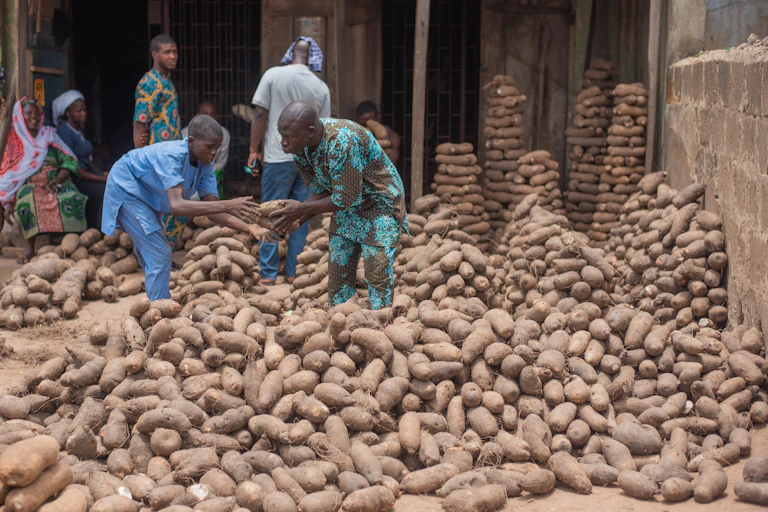 Hundreds of yams at an outdoor market sorted into piles with several people handling them