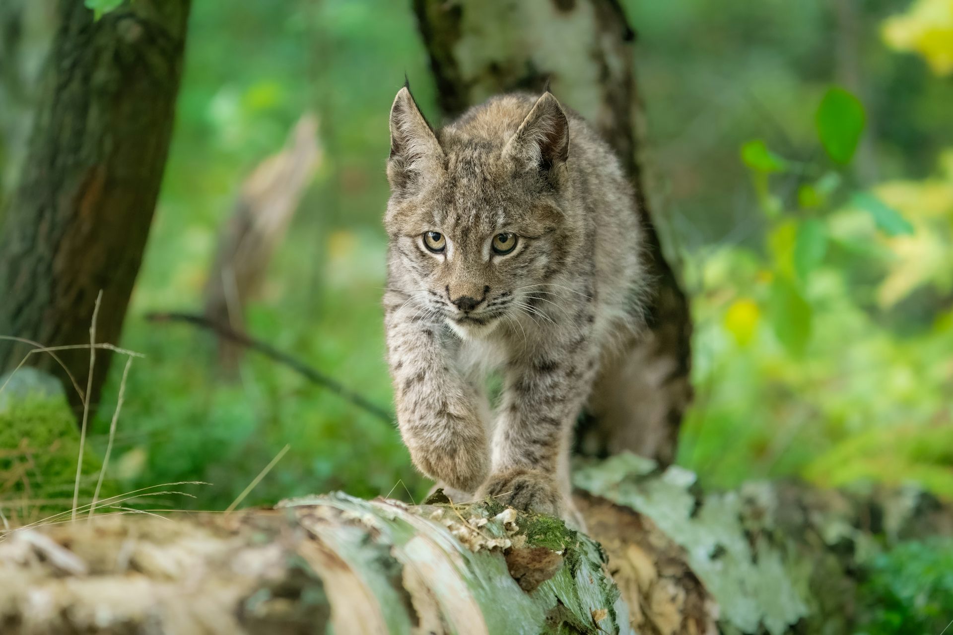 young lynx in woods walking towards camera