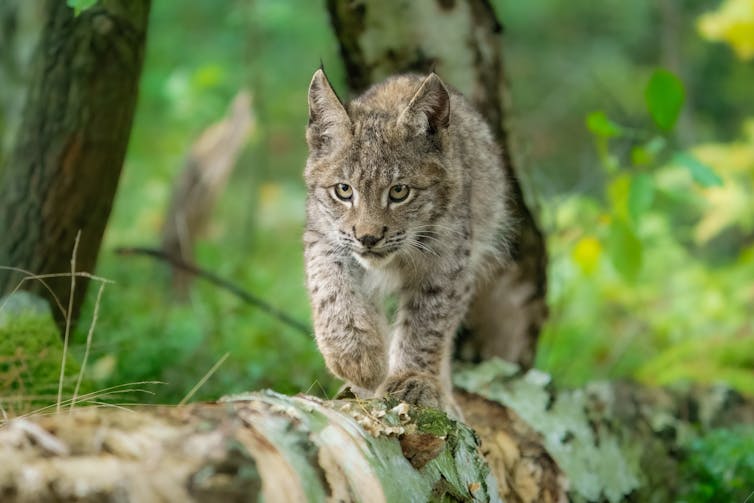 Must lynx and wolves be reintroduced to Britain and Eire? Younger other folks have combined emotions 1 young lynx in woods walking towards camera