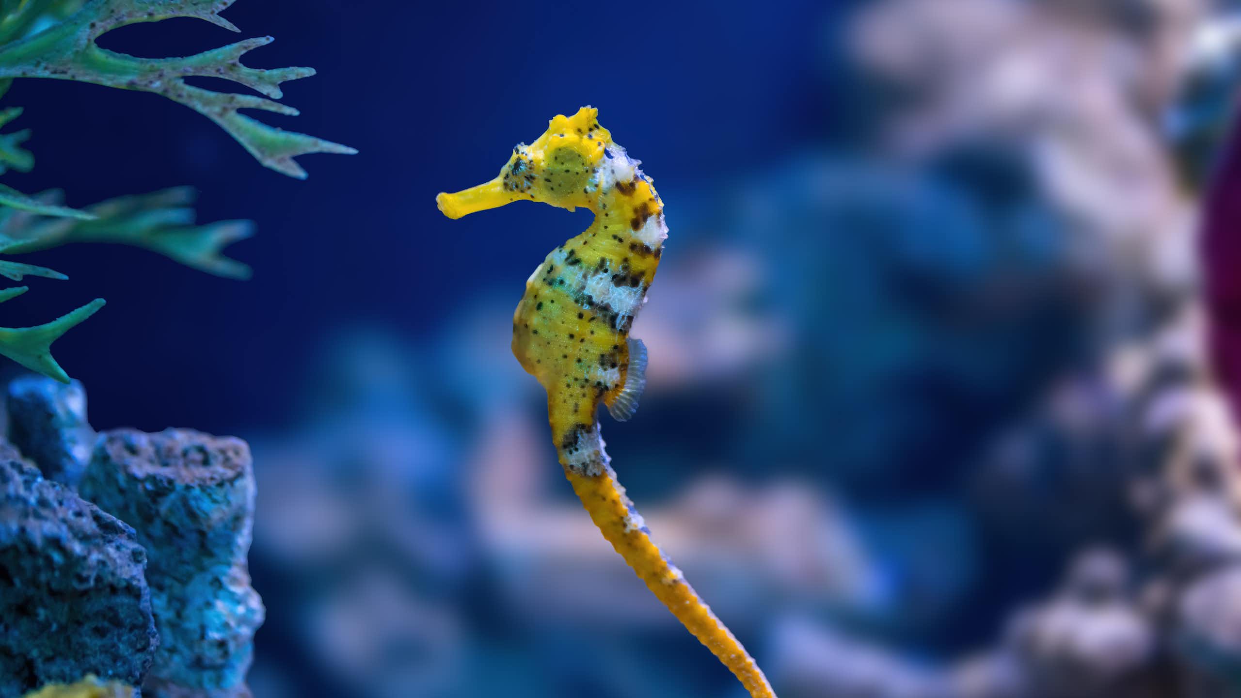 A invisibilidade das espécies aquáticas nas estratégias de conservação