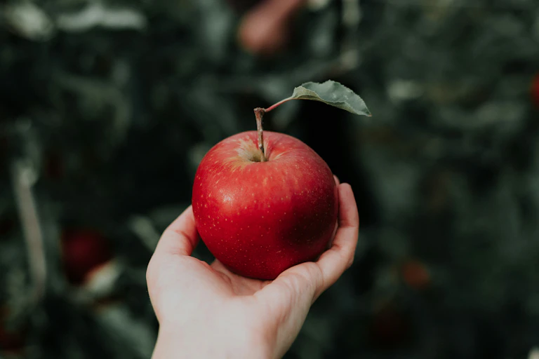 Gros plan sur une main tenant une pomme rouge.
