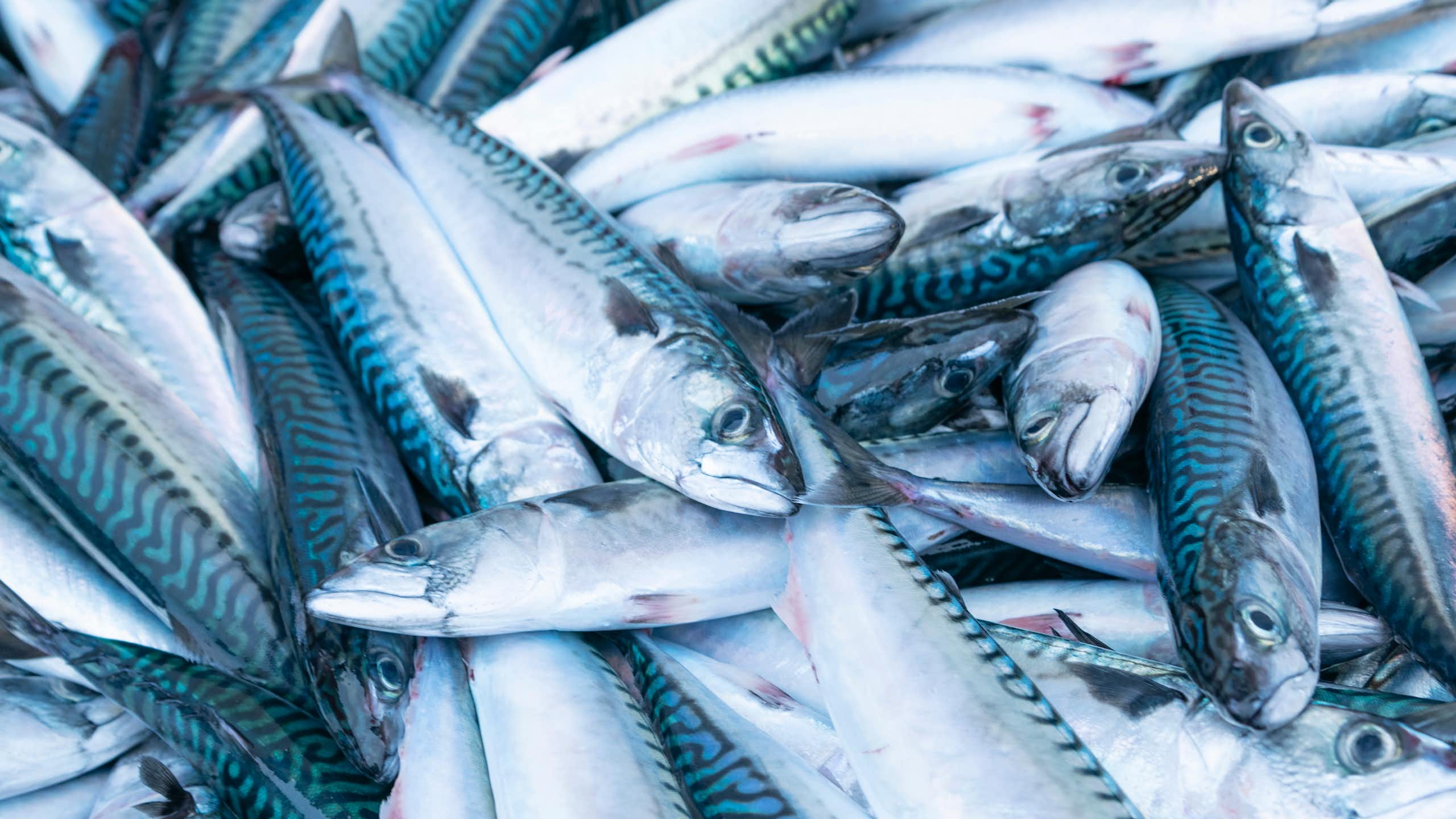 Des maquereaux fraîchement pêchés sur un étal