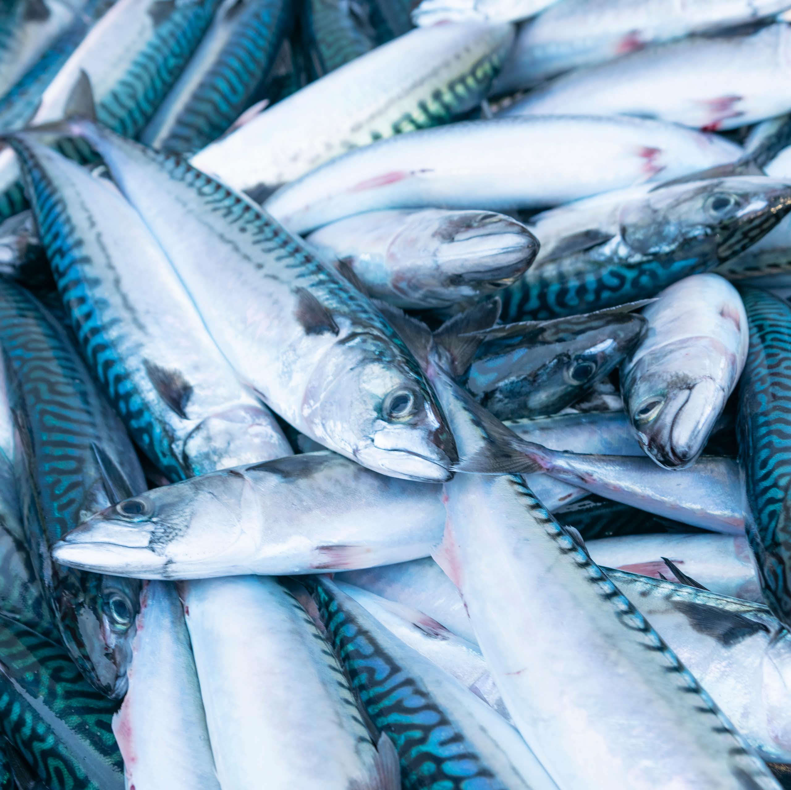 Des maquereaux fraîchement pêchés sur un étal