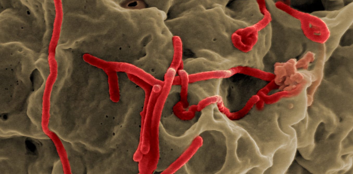 Explainer: is the Ebola virus mutating?
