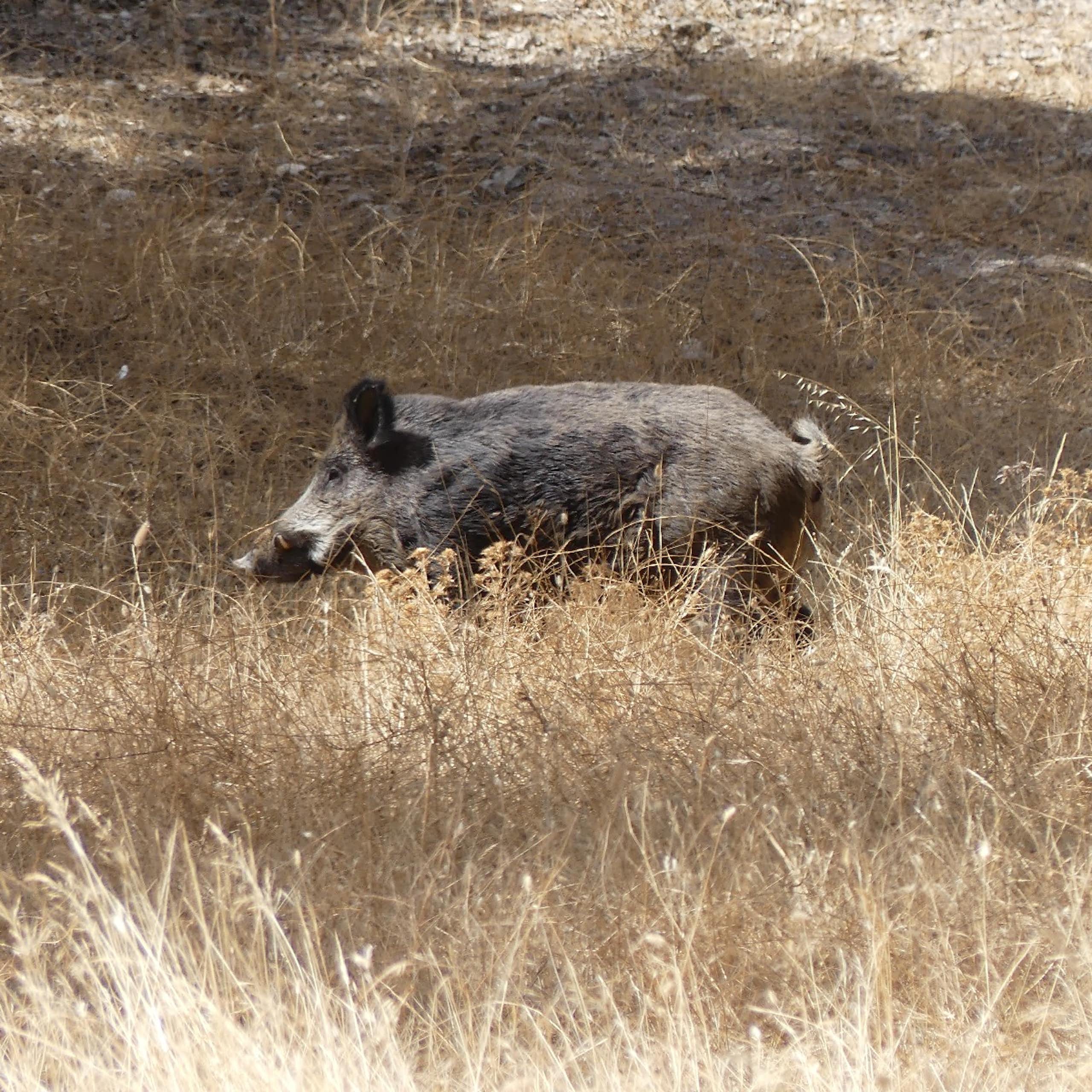 Ocho cuestiones clave sobre la peste porcina africana