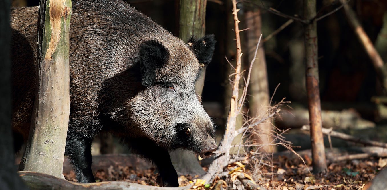 Así es la peste porcina africana que amenaza a España