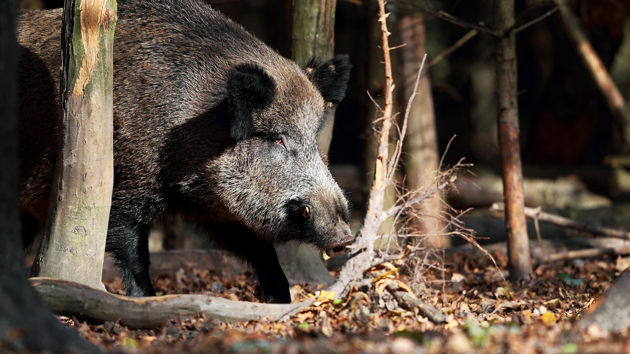 Así es la peste porcina africana que amenaza a España